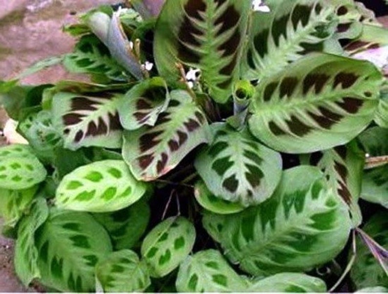 Maranta Green Prayer Plant Indoor Outdoor Easy to Grow 4 Maranta Green Prayer Plant Indoor Outdoor Easy to Grow 4