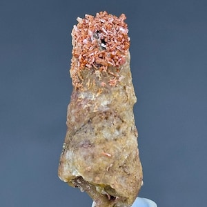 Rara combinazione di Vanadinite con gasteropode (lumaca fossilizzata) su matrice in perfette condizioni#268#