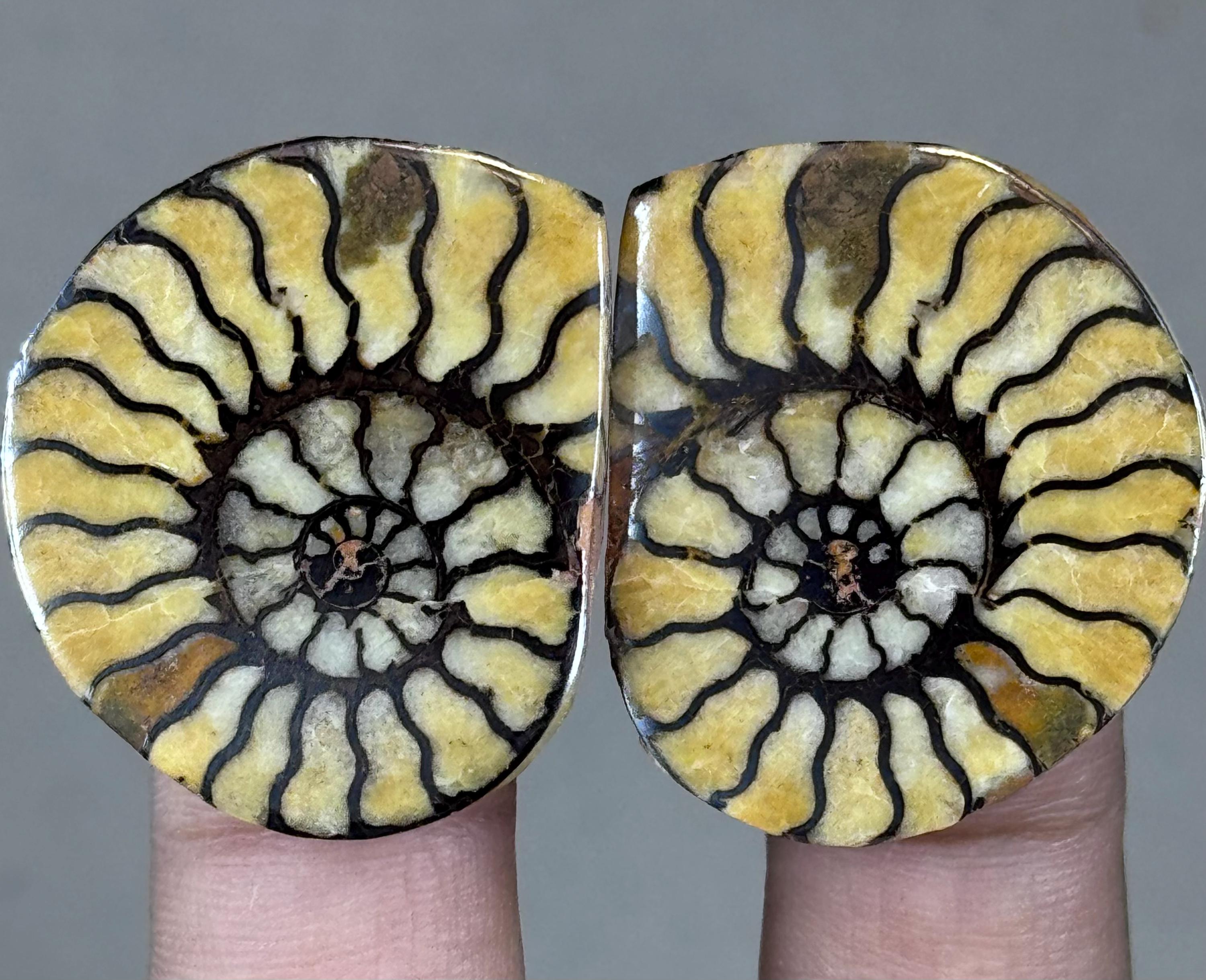 アンモナイト化石左右螺旋希少品