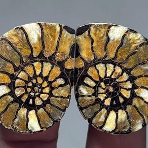 Ammonite Fossil Pair from Morocco Natural Spiral Shell Unique Fossil Collectible Geology Decor Rare Mineral Specimen *073*