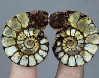 モロッコ産の大型天然アンモナイト化石 - 12.7 cm、1億5000万年前