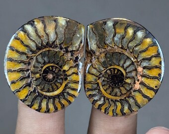 モロッコ産の大型天然アンモナイト化石 - 12.7 cm、1億5000万年前