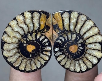 Ammonite Pair Perfect Conditions