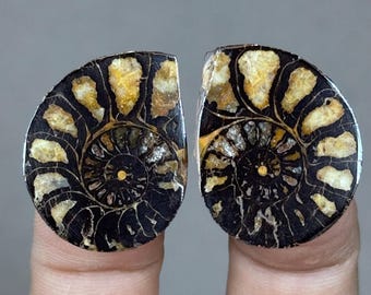 モロッコ産の大型天然アンモナイト化石 - 12.7 cm、1億5000万年前