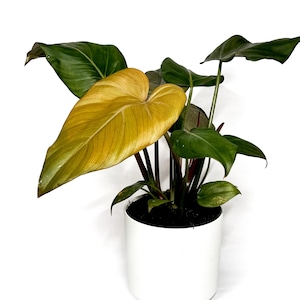 Philodendron ‘Summer Glory'  14cm Pot - EXTRA LARGE RARE Houseplant-  Evergreen Exotic Tropical Indoor Plant