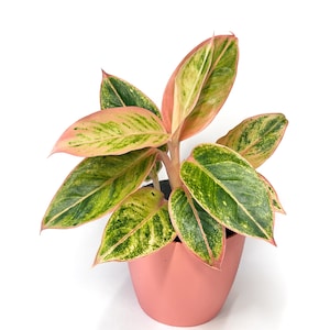 May include: An Aglaonema plant with variegated leaves featuring shades of pink, light green, and dark green. The plant has pointed, oval-shaped foliage with prominent pink stems and veins, potted in a solid, smooth, matte-finish pink container.