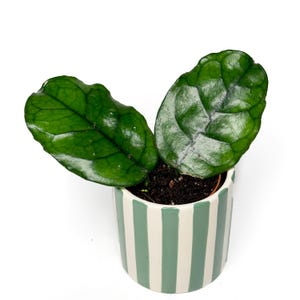 May include: A potted Hoya plant with two large, dark green leaves. The plant is in a small, cylindrical pot with vertical stripes in light green and white. The leaves have prominent veining.
