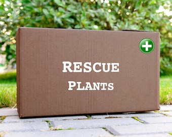 Może przedstawiać: Brązowe kartonowe pudełko z białym napisem "RESCUE PLANTS". Zielony i biały krzyż medyczny znajduje się w prawym górnym rogu. Pudełko stoi na szarej ceglanej powierzchni z zielonymi liśćmi w tle.