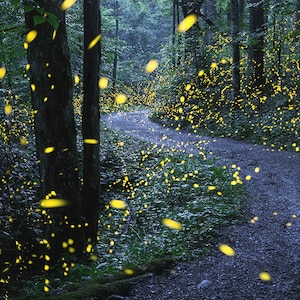 Fireflies in the forest Forest, lighting bugs, photograph, fairly lights, firefly, firefly art, firefly photo, picture with fireflies
