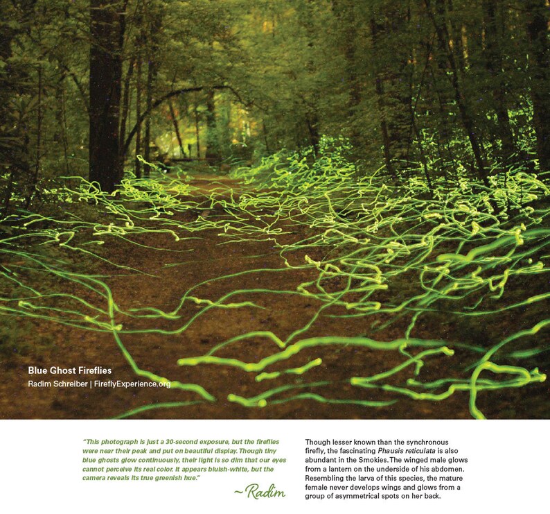 Firefly Calendar 2023 Fireflies of the Smokies Smoky - Etsy Firefly Calendar 2023 Fireflies of the Smokies Smoky - Etsy