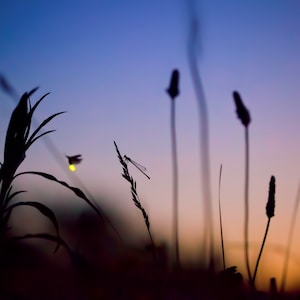 Sunset - Photo of a firefly close-up macro, fireflies, lighting bugs, photograph
