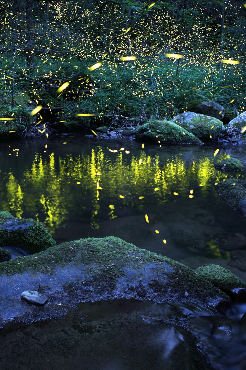Reflections Photo of Fireflies, Lightning Bugs, Synchronous Fireflies in Tennessee, Elkmont