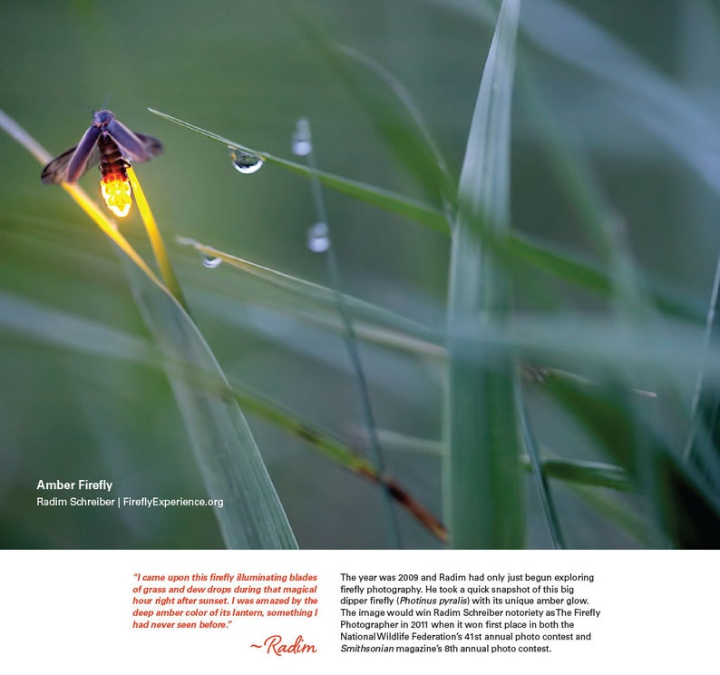 Firefly Calendar 2023 Fireflies of the Smokies Smoky - Etsy Firefly Calendar 2023 Fireflies of the Smokies Smoky - Etsy