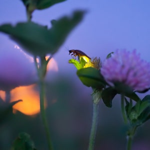 Firefly "Clover Moon" - Photo of a firefly close-up macro with golden full moon behind a clover flowers, fireflies, lighting bugs