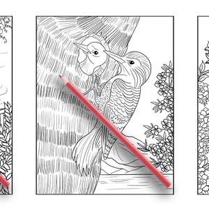May include: Three black and white colouring pages featuring detailed illustrations of a swan on a lake, a pair of woodpeckers in a tree, and a peacock with its tail feathers spread.