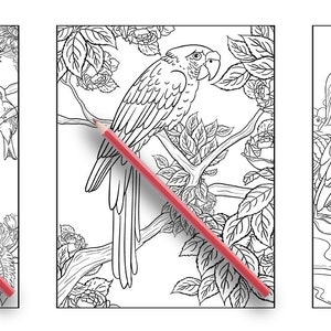 May include: Three black and white colouring pages featuring birds and flowers. The first page shows two birds perched on a branch with flowers and leaves. The second page shows a parrot perched on a branch with flowers and leaves. The third page shows two birds standing in a pond with flowers and leaves.
