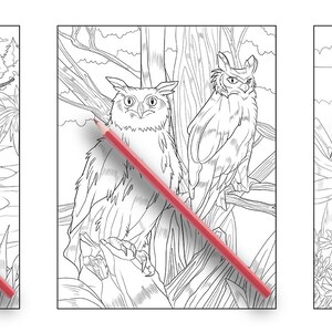 Ava Browne Coloring Books | Forest Animals Coloring Book, Adult Coloring Book Gift For Women, Teens, Girls. Wolves, Bears, Deer PDF DOWNLOAD image 7