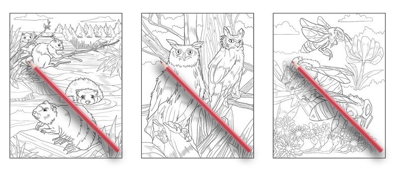 Ava Browne Coloring Books | Forest Animals Coloring Book, Adult Coloring Book Gift For Women, Teens, Girls. Wolves, Bears, Deer PDF DOWNLOAD image 7