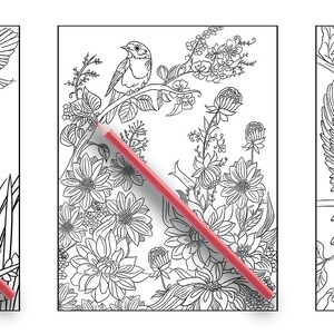 May include: Three black and white colouring pages featuring birds and flowers. The first page shows a birdhouse with a bird perched on the edge. The second page shows a bird perched on a branch with flowers and leaves. The third page shows two birds perched on a branch with leaves.