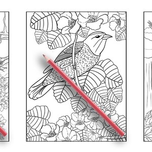 May include: Three black and white colouring pages featuring birds. The first page shows a bird in a nest, the second page shows a bird perched on a branch, and the third page shows a bird flying over a fence.