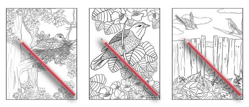 May include: Three black and white colouring pages featuring birds. The first page shows a bird in a nest, the second page shows a bird perched on a branch, and the third page shows a bird flying over a fence.