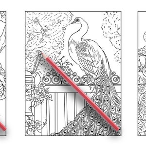 May include: Three black and white colouring pages featuring a hawk perched on a branch, a peacock with its tail feathers spread, and a pair of swallows flying among rose bushes.