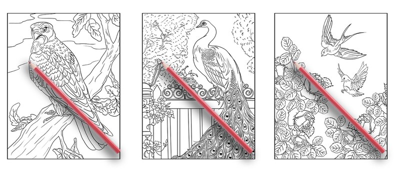 May include: Three black and white colouring pages featuring a hawk perched on a branch, a peacock with its tail feathers spread, and a pair of swallows flying among rose bushes.