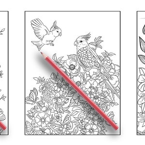 May include: Three black and white colouring pages featuring birds and flowers. The first page shows a hummingbird perched on a branch with flowers. The second page shows a cockatiel perched on a branch with flowers. The third page shows two lovebirds perched on a branch with flowers.