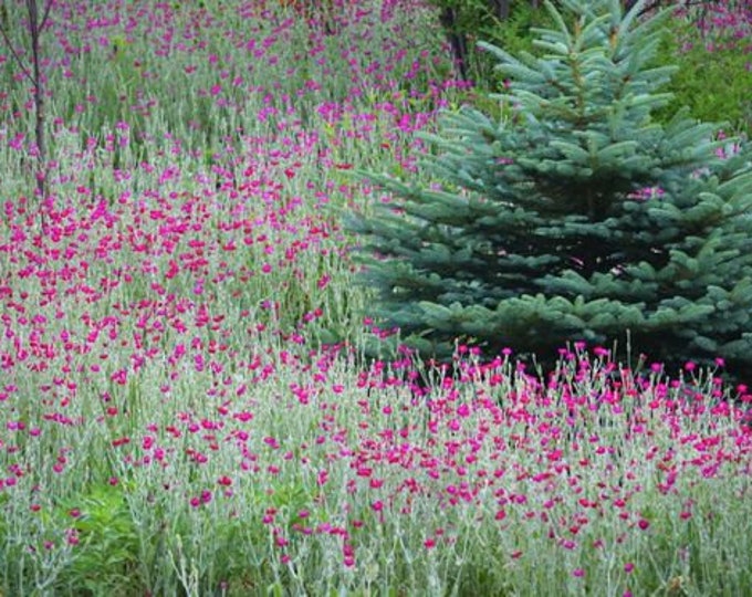Rose Campion 100 Seeds Heirloom Not Treated Non GMO USA Seller Fast Shipping Lychnis coronaria