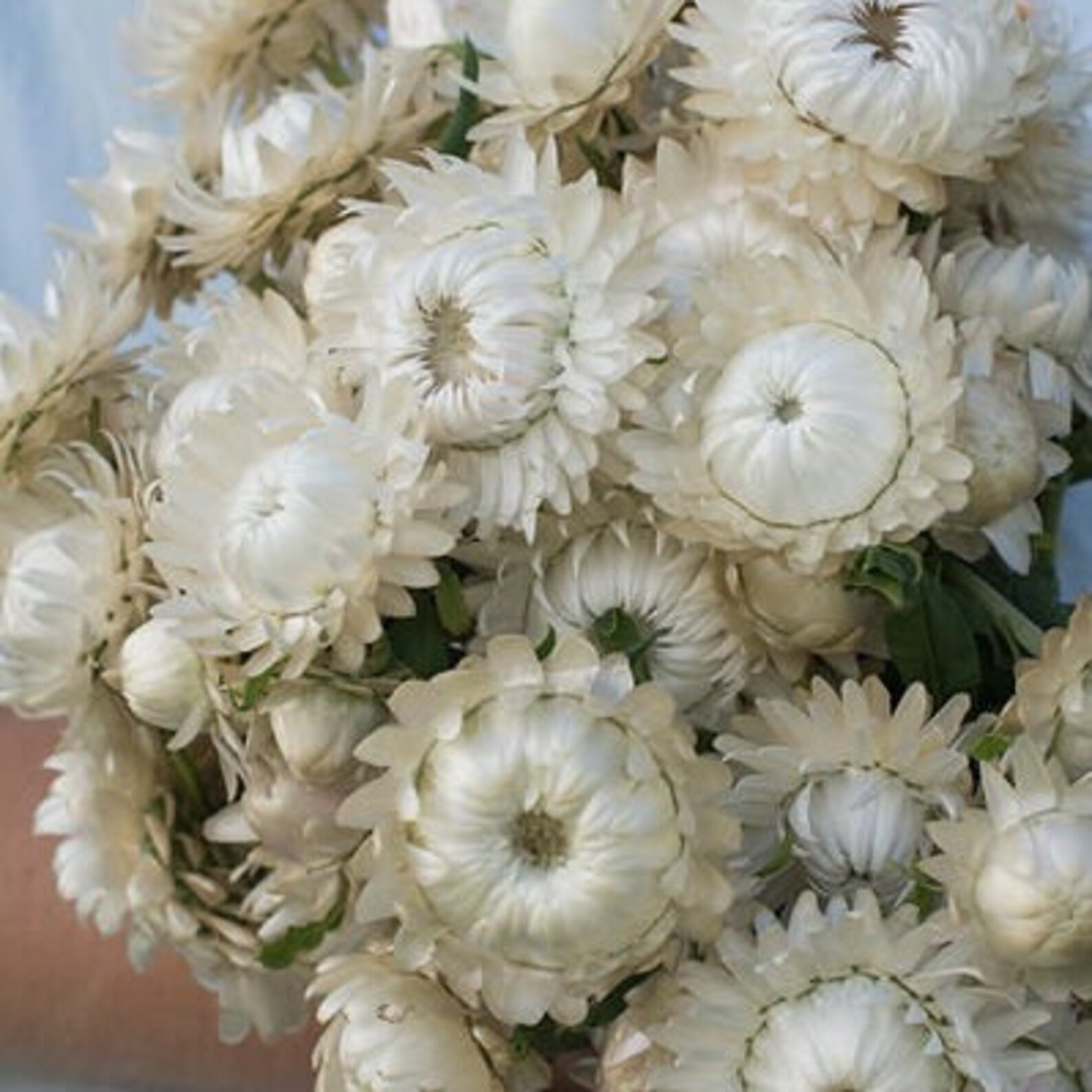Strawflower 'vintage White' 50 Seeds Cut Flower Etsy