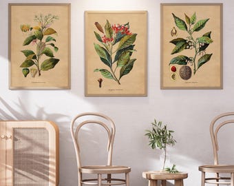 Herb Wall Art Trio - Vintage Botanical Kitchen Prints