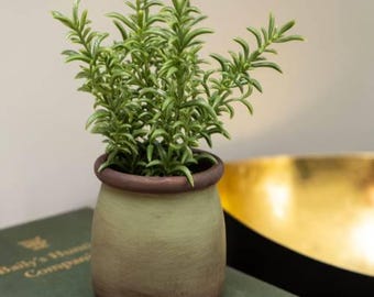 Artificial Sedum Lineare in Green Pot