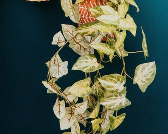 Trailing Hanging Foliage in Terracotta Pot