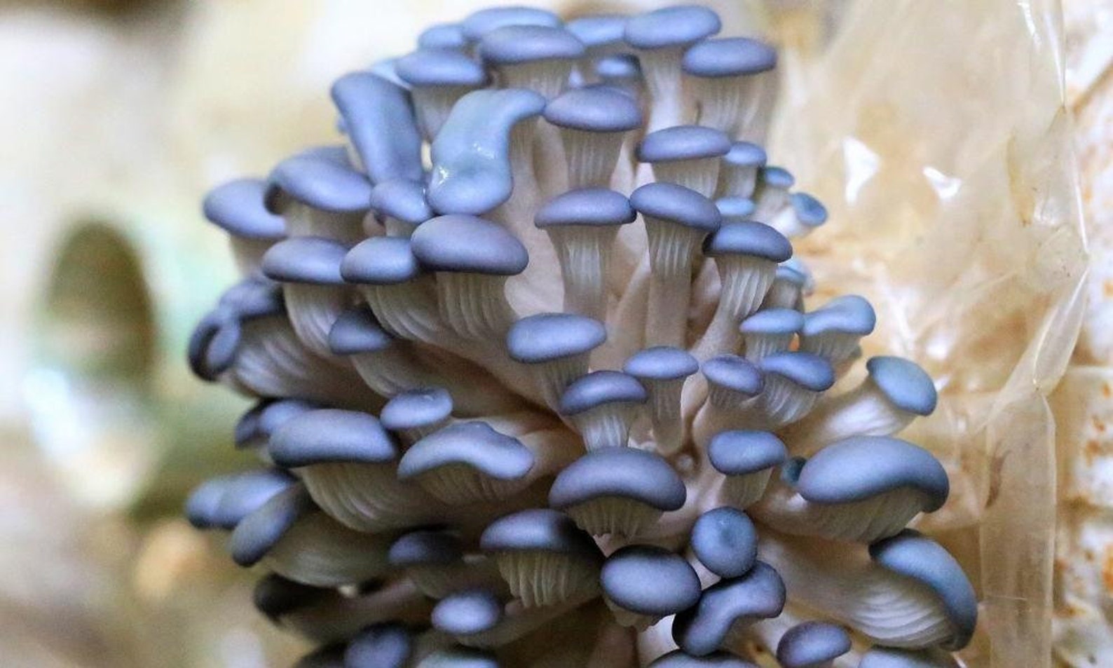 Вешенка гриб Устрица. Blue Oyster Mushroom. Коралловая вешенка. Вешенка голубая. Споры грибов семена