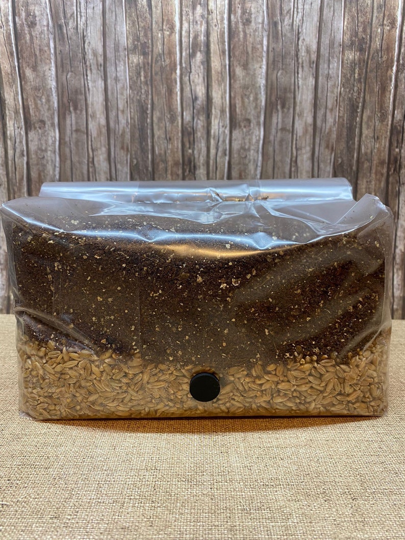 Sterile All in One Mushroom Grow Bag CVG Substrate Etsy