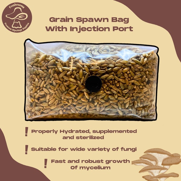 Sac de frai de céréales avec port d'injection - Grain de seigle biologique, correctement hydraté, supplémenté et stérilisé - Sac de culture de champignons