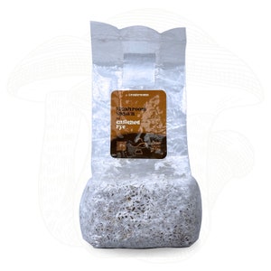 Pre-Colonized Grain Spawn Bag – Ready-to-Use Organic Rye Grain for Mushroom Cultivation