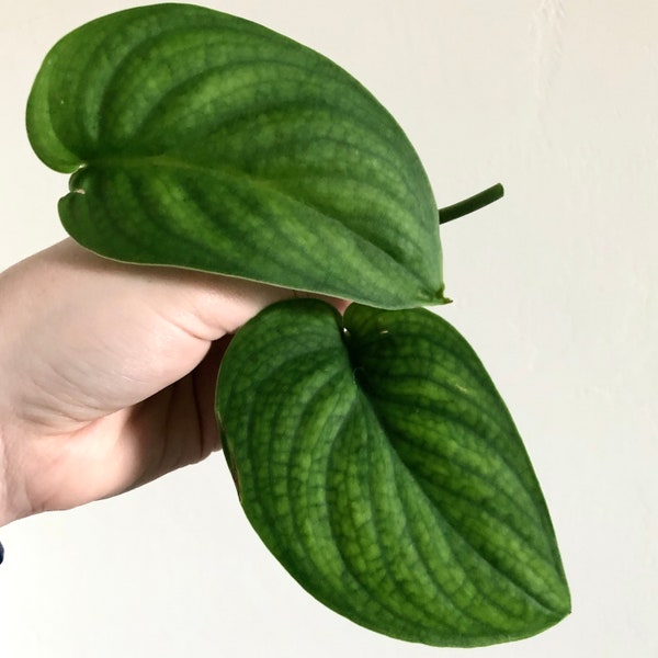 Cortes de Scindapsus de jade satinado