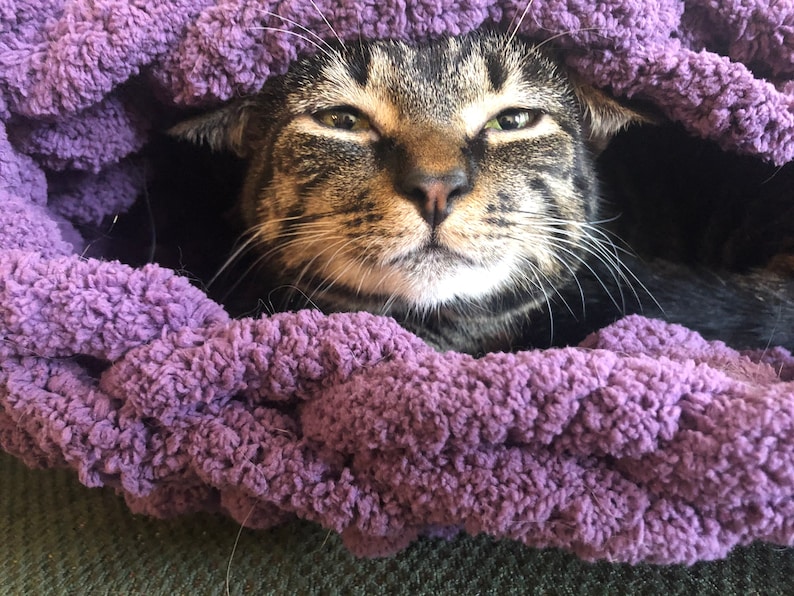May include: A tabby cat with green eyes peeks out from a purple knitted blanket.