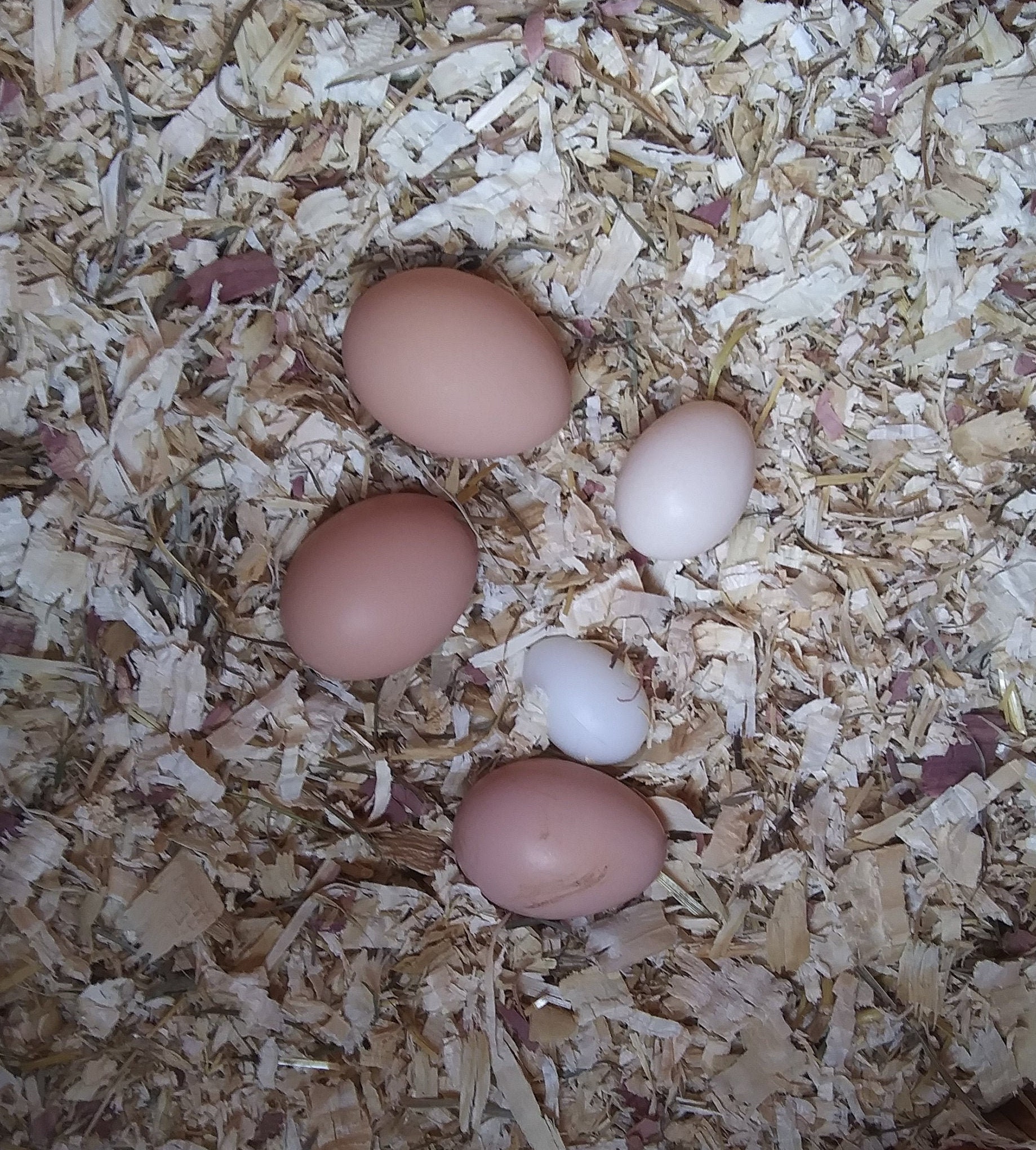 Imitation Serama Chicken Eggs Etsy