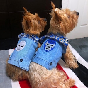 May include: Two small, brown and white dogs wearing blue denim jackets with wrestling mask patches. The jackets have a blue and white paisley trim. The dogs are sitting on a red and white striped surface.