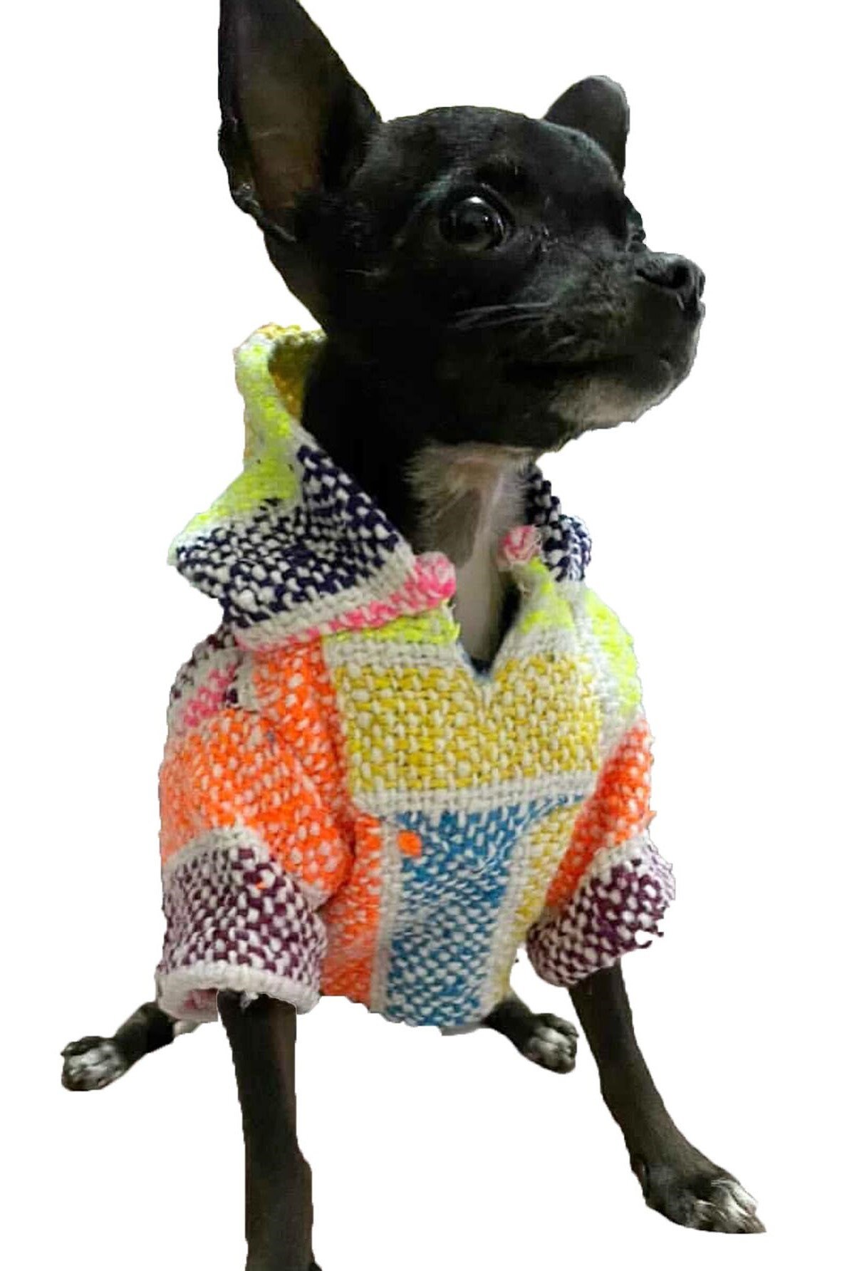 Rainbow Dog Sweater