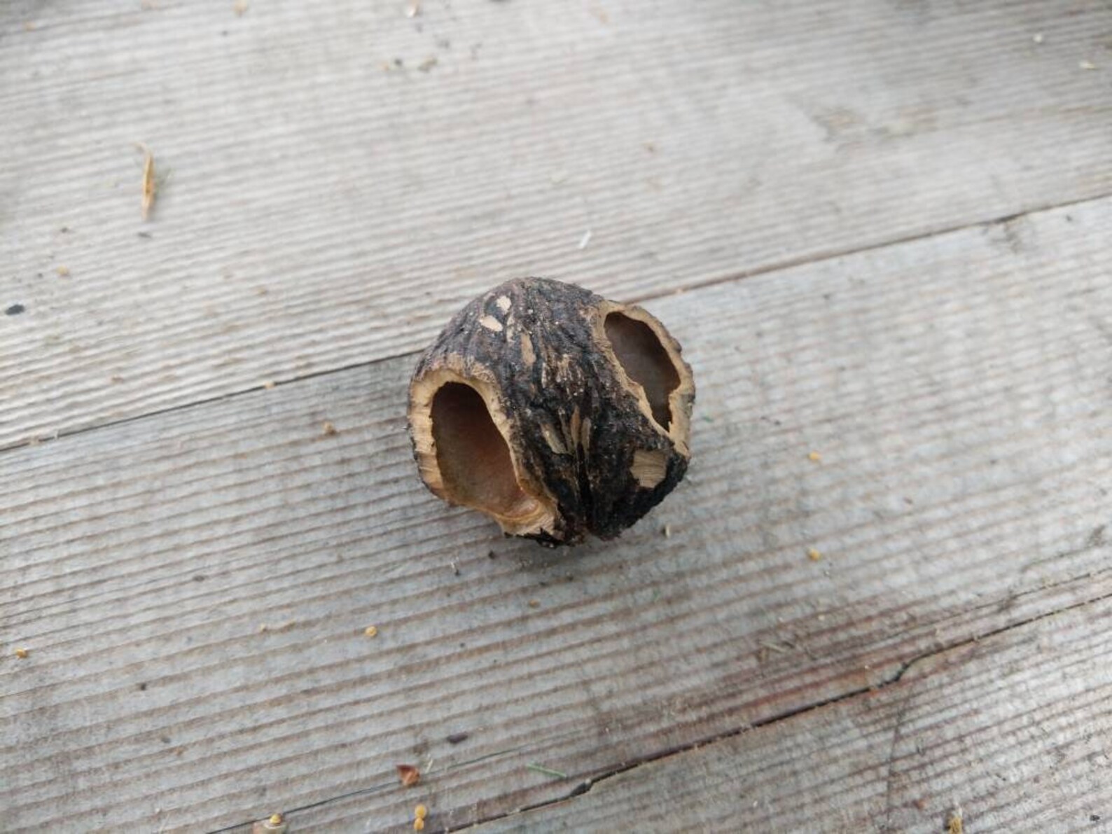 Squirrel Harvested Walnut Shells, Small Flat Rate Etsy