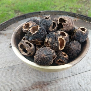 May include: A bowl filled with black walnut shells. The shells are cracked open, revealing the empty insides. The bowl is made of wood and has a light brown color.
