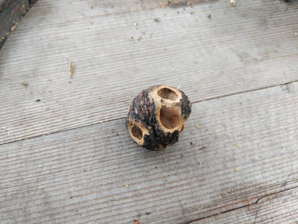 Squirrel Harvested Walnut Shells Small Flat Rate Etsy