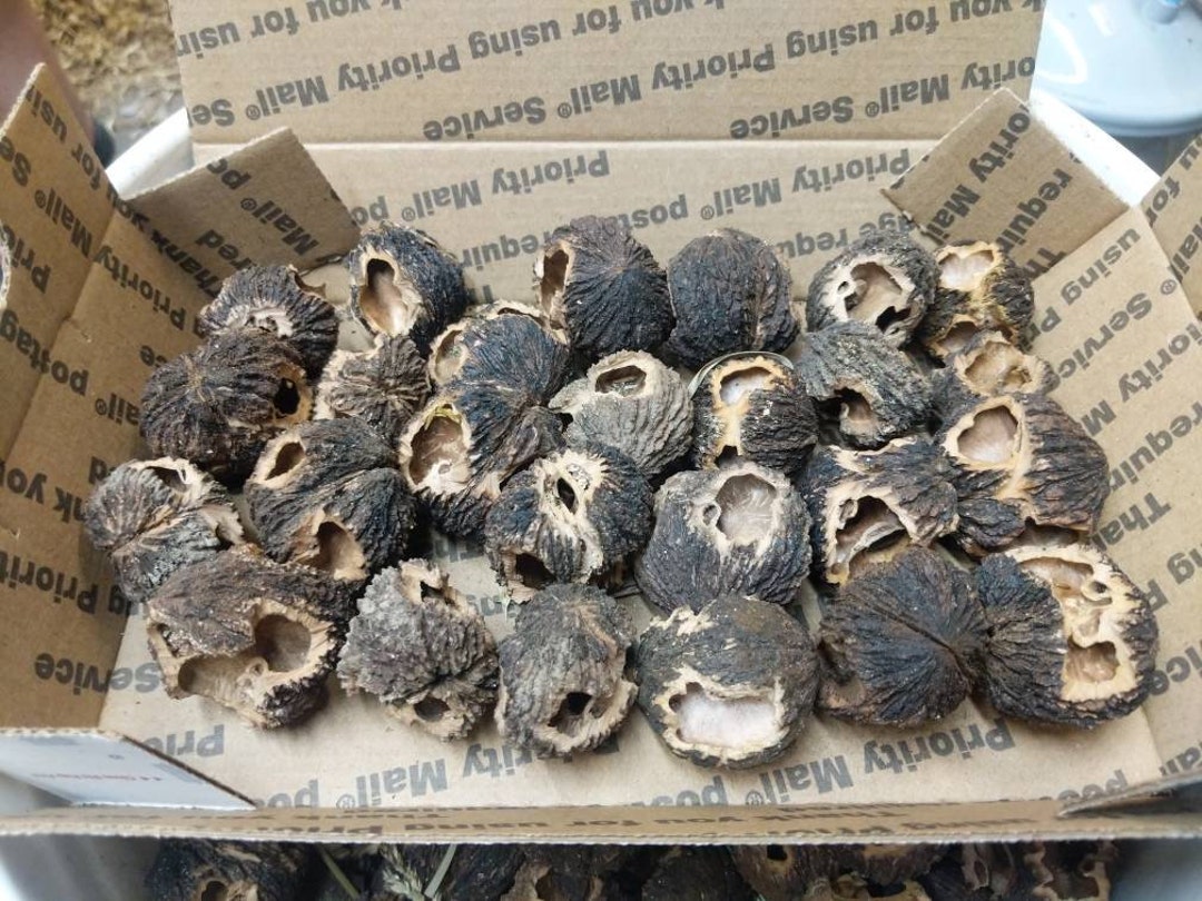 Squirrel Harvested Walnut Shells, Small Flat Rate Etsy