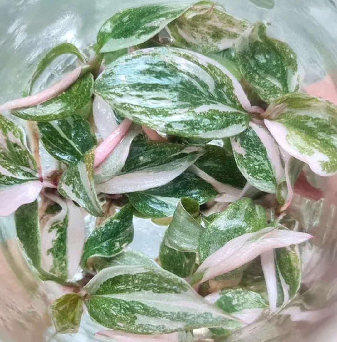 Tissue Culture Pink Princess Philodendron Bonsai Variegated Etsy