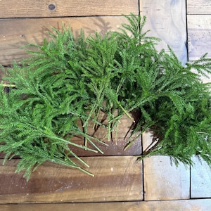 May include: A bunch of green sprigs of cedar or pine on a wooden surface.