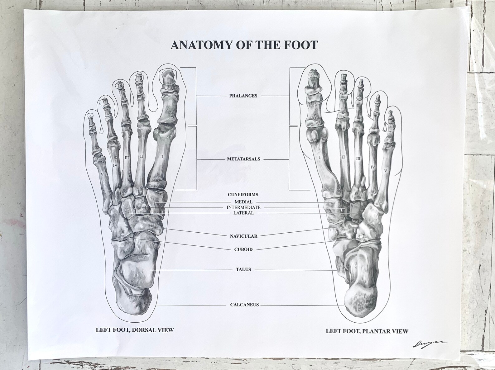 Foot Anatomy Print Etsy