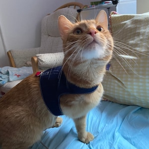 May include: A ginger cat wearing a blue harness with red accents, looking up with its mouth closed. The cat is sitting on a light blue blanket with a yellow and white checked pillow behind it.
